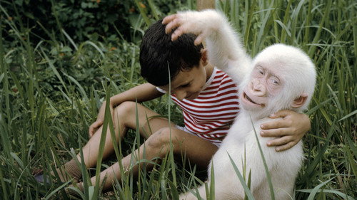 Nature Season 23 Episode 8 - Snowflake: the White Gorilla