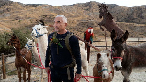 Cesar Millan: Better Human, Better Dog Season 1 Episode 1 - Fit For Service