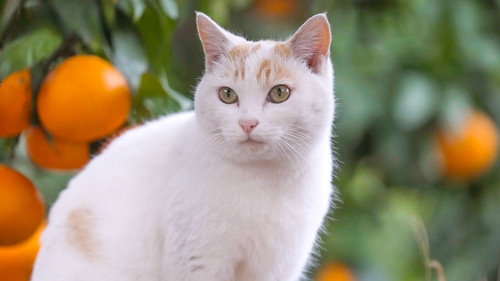 A Cat's-Eye View of Japan Season 2 Episode 10 - Ehime: Nature's Blessings