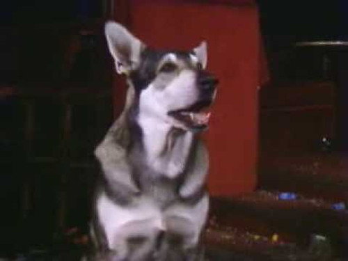 The Littlest Hobo Season 1 Episode 20 - Escape
