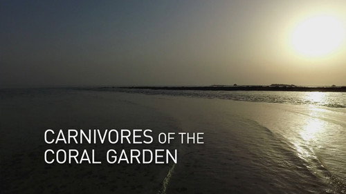 Arabian Seas Season 1 Episode 1 - Carnivores of the Coral Garden