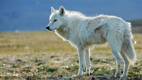 Nature Season 27 Episode 1 - White Falcon, White Wolf