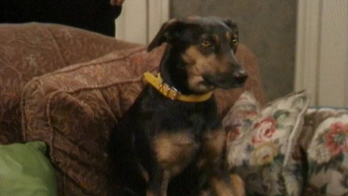 undefined Season 1 Episode 11 - If the Dog Collar Fits, Wear It