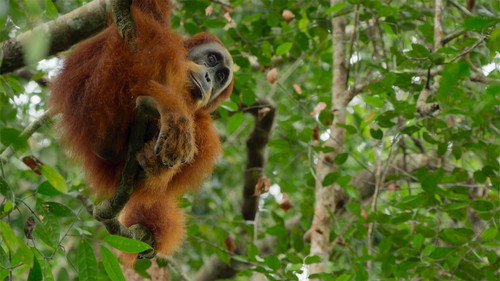 Our Great National Parks Season 1 Episode 5 - Gunung Leuser, Indonesia