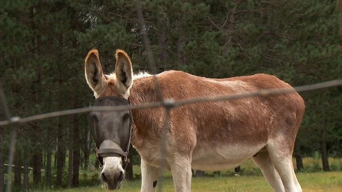 The Incredible Dr. Pol Season 14 Episode 6 - Another One Fights The Doc