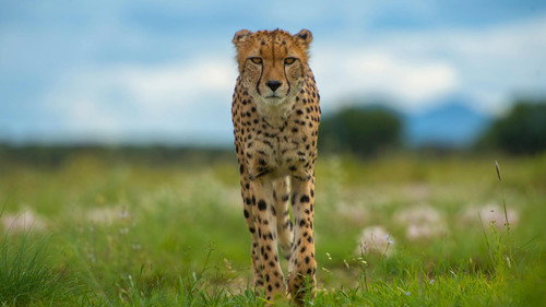Nature Season 36 Episode 9 - Animals with Cameras (2)
