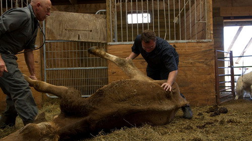 The Incredible Dr. Pol Season 2 Episode 10 - Llama-Rama Ding-Dong