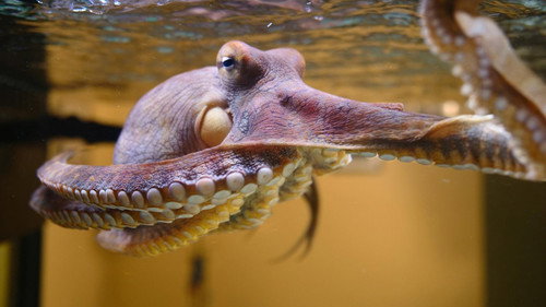 Nature Season 38 Episode 1 - Octopus: Making Contact