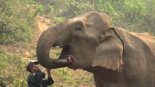 Asia Insight Season 8 Episode 10 - Protecting Asian Elephants in Laos