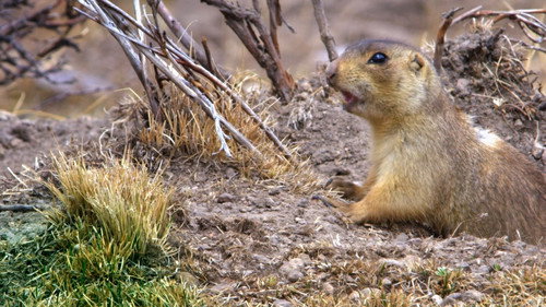 Prairie Dog Manor Season 1 Episode 1 - Once Upon a Time in New Mexico
