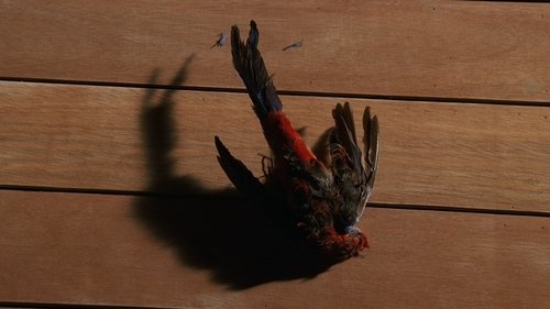 Lost Season 1 Episode 14 - Special