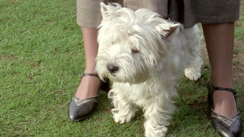 undefined Season 1 Episode 2 - Tuppy and the Terrier