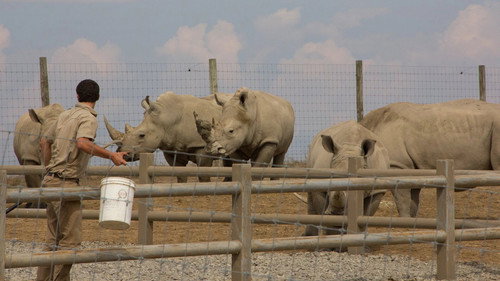 Secrets of the Zoo Season 1 Episode 4 - Rhino Mite!