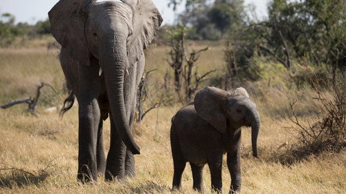 Nature Season 36 Episode 1 - Naledi: One Little Elephant