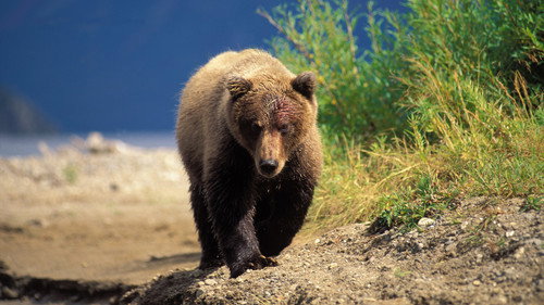 Nature Season 23 Episode 3 - The Good, the Bad and the Grizzly
