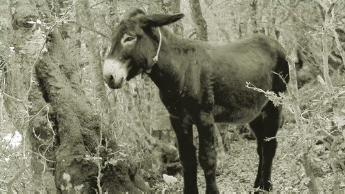 Moonshiners Season 5 Episode 14 - Still Regretting