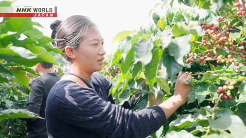 Asia Insight Season 14 Episode 2 - Ethnic Minorities Leading the Coffee Rush: Yunnan, China