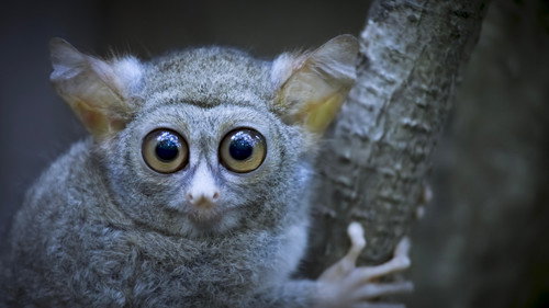 Earth at Night in Colour Season 1 Episode 2 - Tarsier Forest
