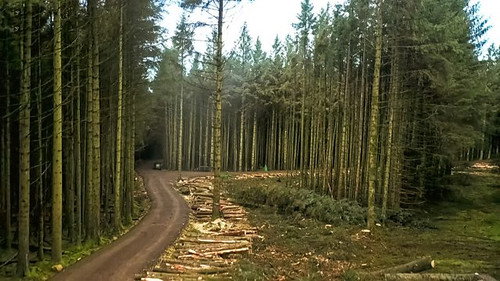 Kielder Forest still
