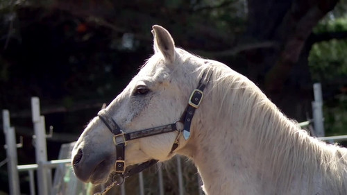 The Incredible Dr. Pol Season 20 Episode 6 - Neighs of Our Lives
