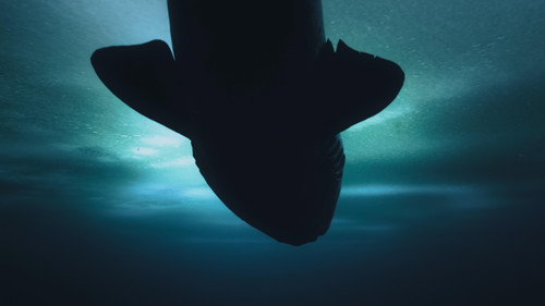OceanXplorers Season 1 Episode 6 - Ice Giants