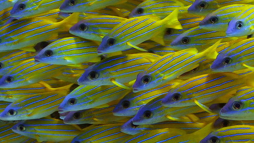 Reef School Season 1 Episode 19 - Super Reefies