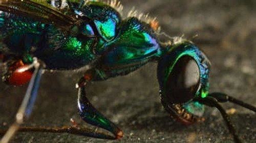 Micro Monsters with David Attenborough Season 1 Episode 2 - Predator