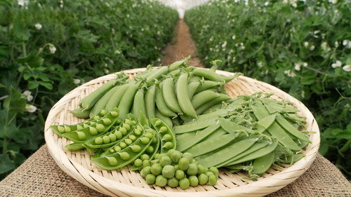 Trails to Oishii Tokyo Season 8 Episode 9 - Peas