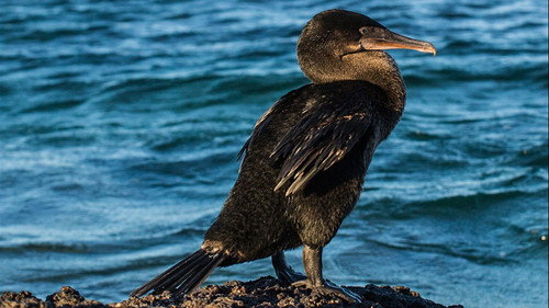 The Wonder List with Bill Weir Season 1 Episode 2 - Galapagos: A Fight for Survival