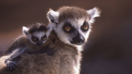 Nature Season 15 Episode 8 - A Lemur's Tale