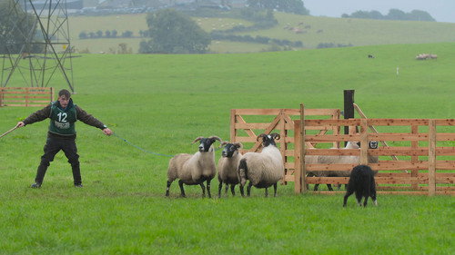 Sheepdog Showdown Season 1 Episode 3 - Episode 3