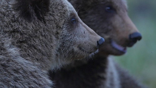 72 Cutest Animals Season 1 Episode 5 - Compendium of Vice