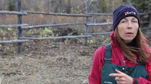 Dr. Oakley, Yukon Vet Season 1 Episode 2 - One Angry Muskox
