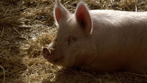 Dr. Oakley, Yukon Vet Season 10 Episode 6 - This Little Piggy Had An Ouchie