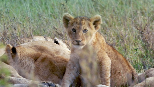 Born in Africa Season 1 Episode 3 - Hunting Lessons