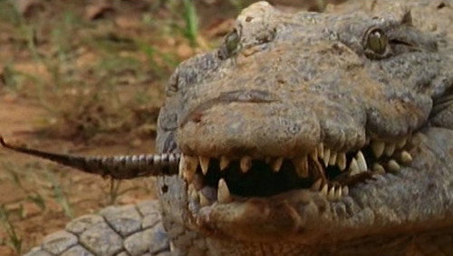 NOVA Season 31 Episode 10 - Secrets of the Crocodile Caves