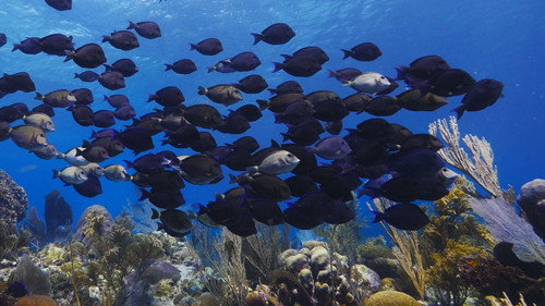 Great Blue Wild Season 1 Episode 3 - Roatan