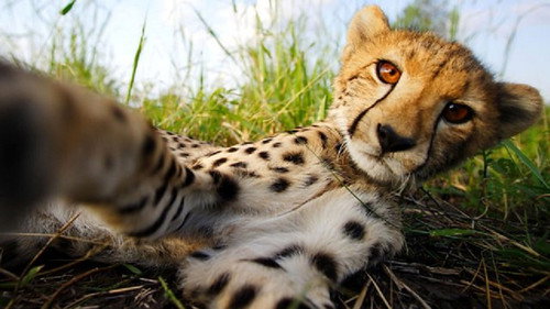 Natural World Season 36 Episode 9 - Cheetahs: Growing Up Fast