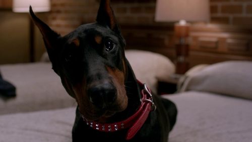undefined Season 8 Episode 15 - Man's Best Friend with Benefits