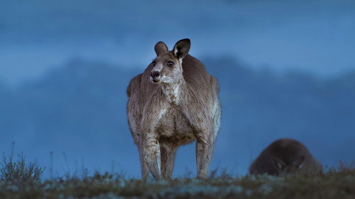 Earth at Night in Colour Season 2 Episode 3 - Kangaroo Valley
