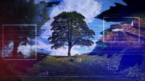 The Sycamore Gap - From Roots to Ruin still