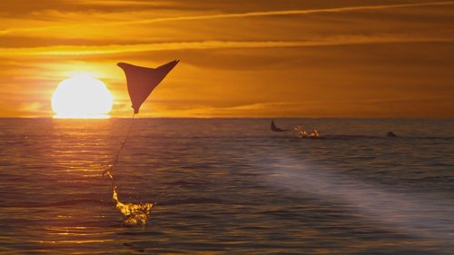 Planet Earth III Season 1 Episode 2 - Ocean