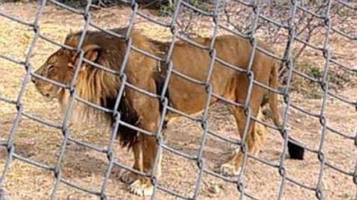 Natural World Season 22 Episode 17 - Lion: Out of Africa?