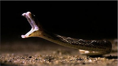 Natural World Season 19 Episode 3 - Deadly Vipers