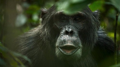 Chimp Empire Season 1 Episode 4 - Reckoning