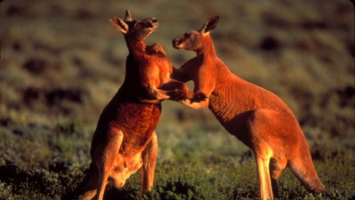 Nature Season 20 Episode 16 - Big Red Roos
