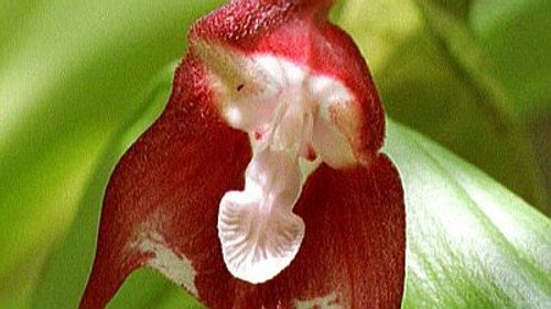 Natural World Season 17 Episode 6 - The Fatal Flower