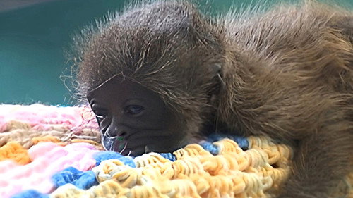 Monkey Business Season 8 Episode 11 - Episode 11