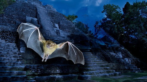 The Nature of Things Season 65 Episode 1 - Empire of Bats