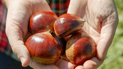 Trails to Oishii Tokyo Season 4 Episode 20 - JAPANESE CHESTNUT